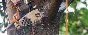 Professional Tree Care  in Port Clinton, OH