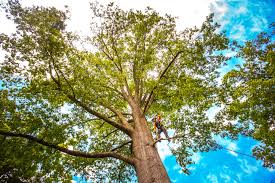 Best Tree Disease Treatment  in Port Clinton, OH