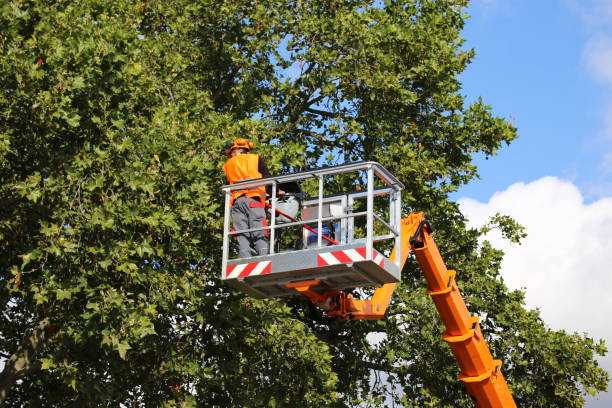 How Our Tree Care Process Works  in  Port Clinton, OH