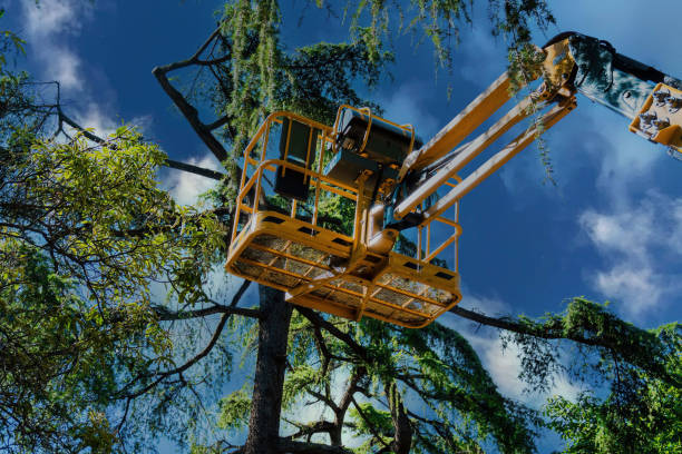 Best Arborist Consultation Services  in Port Clinton, OH