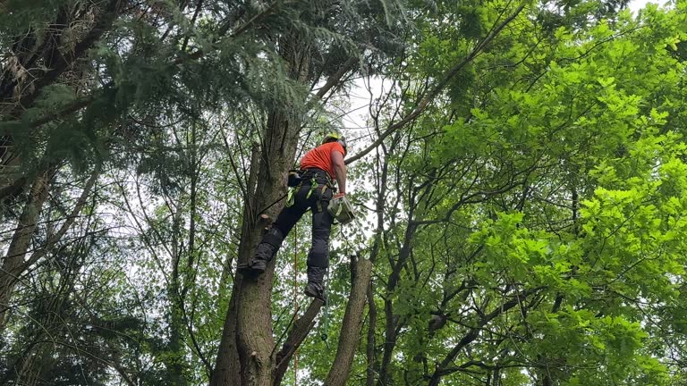 Best Tree Trimming and Pruning  in Port Clinton, OH