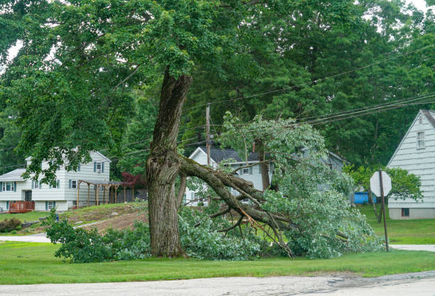 Best Tree Removal  in Port Clinton, OH